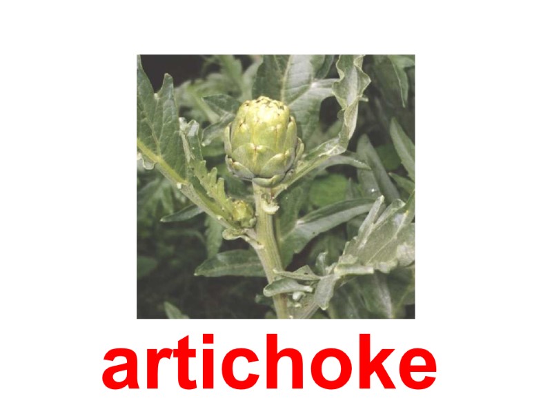 artichoke